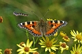 small tortoiseshell butterfly-1_edited-1